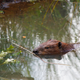 Beaver spotted on the Miller Woods Trail, Indiana Dunes National Lakeshore.